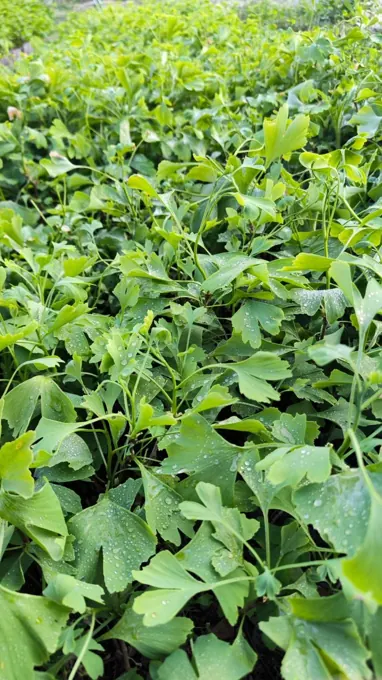 Baumschulkultur und Pflanzenentwicklung