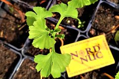 2020-ginkgo-biloba-first-true-leaves-development-container-stage-scaled