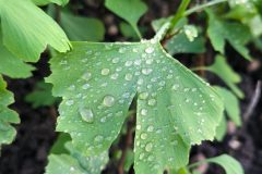 2020-ginkgo-biloba-nursery-morphology-closeup-scaled