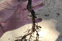 2025-09-25-ginkgo-biloba-root-collar-uniformity-check-scaled