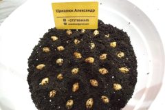 2010-ginkgo-biloba-artificial-stratification-germination-monitoring-scaled