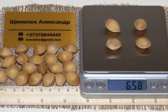 2010-ginkgo-biloba-initial-seed-batch-documentation-biometric-measurement-scaled