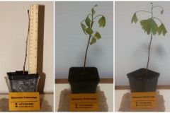 2011-2012-ginkgo-biloba-first-vegetative-seedlings-tehnofarm-phase