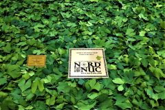 2020-07-10-ginkgo-biloba-fresh-leaf-field-harvest-scaled