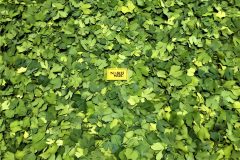 2020-07-15-ginkgo-biloba-fresh-leaf-washing-stage-scaled