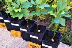 2020-ginkgo-biloba-container-cultivation-phase-scaled