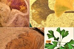 2020-ginkgo-biloba-fossil-specimen-reference-scaled