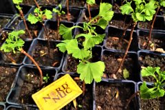 2020-ginkgo-biloba-nursery-batch-nord-nuc-vegetative-growth-scaled