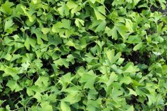 2020-ginkgo-biloba-nursery-density-and-field-structure-03-scaled