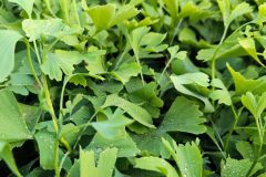 2020-ginkgo-biloba-nursery-density-and-field-structure-04-scaled