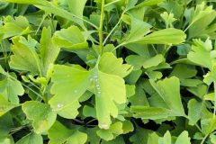 2020-ginkgo-biloba-nursery-first-vegetation-year-green-stems-scaled