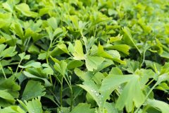 2020-ginkgo-biloba-nursery-first-year-morning-foliage-after-dew-01-scaled