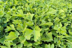 2020-ginkgo-biloba-nursery-first-year-morning-foliage-after-dew-02-scaled