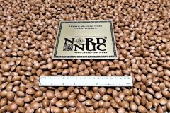 2020-ginkgo-biloba-seeds-after-stratification-batch-for-nursery-in-vitro-selection-scaled