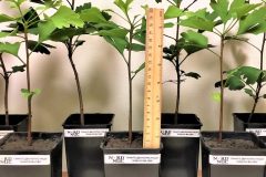 2021-06-ginkgo-biloba-control-group-potted-plants-01-scaled