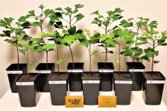 2021-06-ginkgo-biloba-control-group-potted-plants-02-scaled