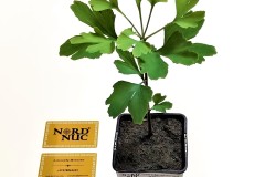 2021-07-ginkgo-biloba-two-year-container-saplings-02