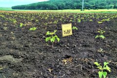 2021-09-ginkgo-biloba-early-field-development-spacing-model-1x0-5m-scaled