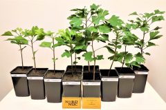 2021-ginkgo-biloba-comparative-field-growth-assessment-batch-01-scaled