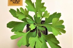 2021-ginkgo-biloba-leaf-morphology-selection-phase