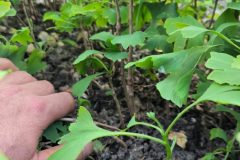 2021-ginkgo-biloba-nursery-second-year-lignified-stems-01-1-scaled