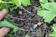 2021-ginkgo-biloba-nursery-second-year-lignified-stems-02-scaled