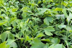 2021-ginkgo-biloba-nursery-second-year-new-growth-point-01-scaled