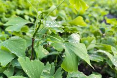 2021-ginkgo-biloba-nursery-second-year-new-growth-point-02-scaled