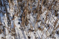 2026-01-15-ginkgo-biloba-nursery-winter-stress-test-minus22c-moldova-scaled