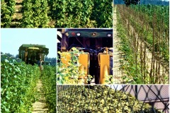 2020-ginkgo-biloba-mechanical-harvest-system-reference