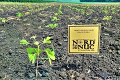 2021-09-17-ginkgo-biloba-official-field-plantation-establishment-0-3ha-corbu-scaled