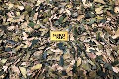 2020-08-05-ginkgo-biloba-dried-leaf-testbatch-texture-check-scaled